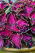 COLEUS CHOCOLATE COVERED CHERRY