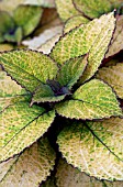 COLEUS HONEY CRISP