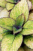 COLEUS HONEY CRISP