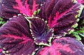 COLEUS KONG RED