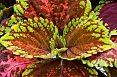 COLEUS KONG SALMON PINK