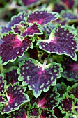 COLEUS LAVA ROSE