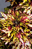 COLEUS MINT MOCHA