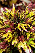 COLEUS MINT MOCHA