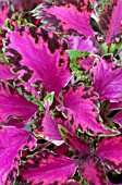 COLEUS PINK CHAOS