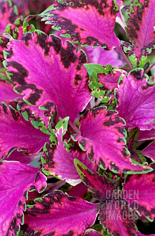 COLEUS_PINK_CHAOS