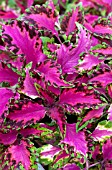 COLEUS PINK CHAOS