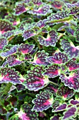 COLEUS STRAWBERRY DROP