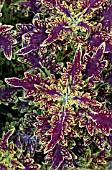 COLEUS SULTANA