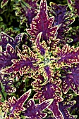 COLEUS SULTANA