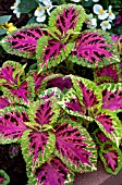 COLEUS SUPERFINE RAINBOW COLOR PRIDE