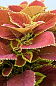 COLEUS TRUSTY RUSTY