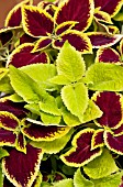 COLEUS VERSA CRIMSON GOLD, VERSA LIME