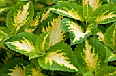 COLEUS VERSA GREEN HALO