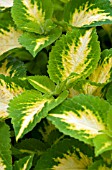 COLEUS VERSA GREEN HALO