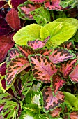 COLEUS WIZARD MIX