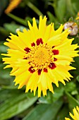 COREOPSIS SUNFIRE