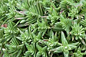 CRASSULA CORYMBULOSA SHARKS TOOTH