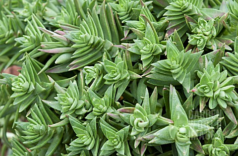 CRASSULA_CORYMBULOSA_SHARKS_TOOTH