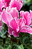 CYCLAMEN CURLY PINK WITH EDGE