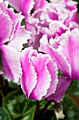 CYCLAMEN CURLY ROSE