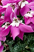 CYCLAMEN FLEUR EN VOGUE PURPLE