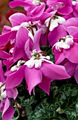 CYCLAMEN FLEUR EN VOGUE PURPLE