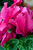 CYCLAMEN FRILLER WINE