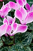 CYCLAMEN LASER SYNCHRO PURPLE FLAME