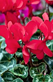 CYCLAMEN LASER SYNCHRO SCARLET