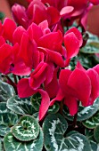 CYCLAMEN LASER SYNCHRO WINE