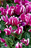 CYCLAMEN WINFALL SNOWRIDGE PURPLE, MINIATURE