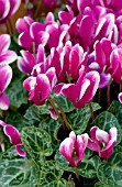 CYCLAMEN WINFALL SNOWRIDGE PURPLE, MINIATURE