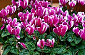 CYCLAMEN WINFALL SNOWRIDGE PURPLE, MINIATURE