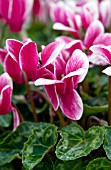 CYCLAMEN WINFALL SNOWRIDGE WINE, MINIATURE