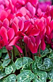 CYCLAMEN WINFALL WINE, MINIATURE