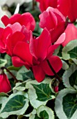 CYCLAMEN WINTER ICE SCARLET