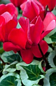 CYCLAMEN WINTER ICE SCARLET