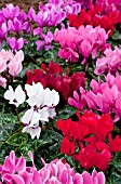 CYCLAMEN MIX