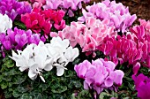 CYCLAMEN MIX