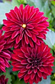 DAHLIA DAHLINOVA HYPNOTICA DARK NIGHT