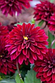 DAHLIA DAHLINOVA HYPNOTICA DARK NIGHT