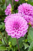 DAHLIA DAHLINOVA HYPNOTICA LAVENDER