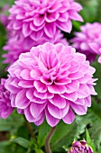 DAHLIA DAHLINOVA HYPNOTICA LAVENDER