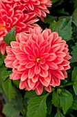 DAHLIA DAHLINOVA HYPNOTICA ORANGE