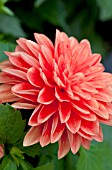 DAHLIA DAHLINOVA HYPNOTICA ORANGE