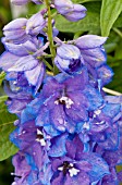 DELPHINIUM GUARDIAN BLUE