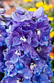 DELPHINIUM GUARDIAN BLUE