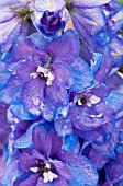 DELPHINIUM GUARDIAN BLUE