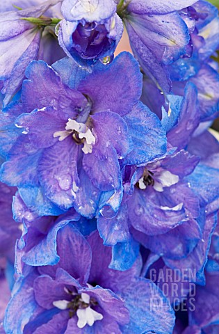 DELPHINIUM_GUARDIAN_BLUE